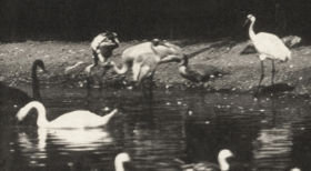 Plate 776 Storks, swans, etc. — figure reference
